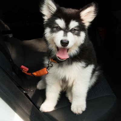 Dog Car Seat Belt Adjustable Harness Seatbelt for Small/ Medium Dogs